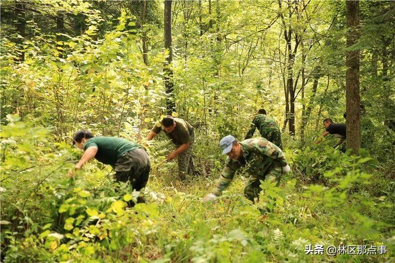 第一苗圃最新天气预报信息汇总