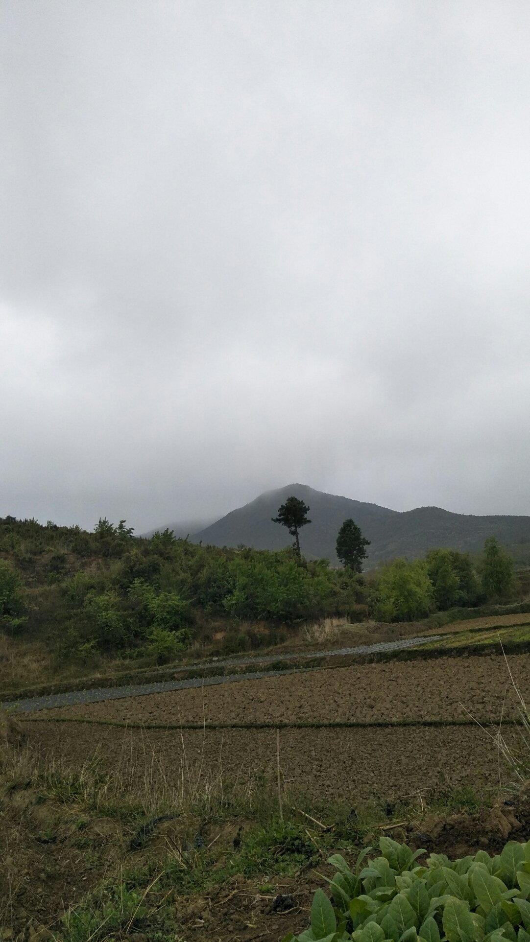 马高庄乡天气预报更新通知